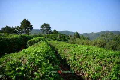 正旦晚煮菜茶