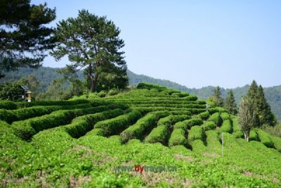 西湖龙井茶制作技艺