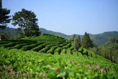 浮梁功夫红茶制作技艺