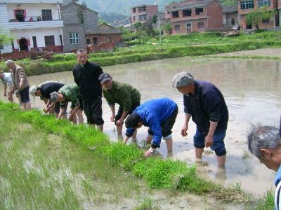 瑞昌秧号