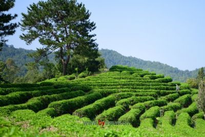 阿婆茶