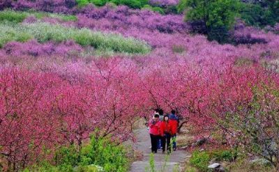 恭城桃花节