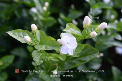 横县茉莉花节