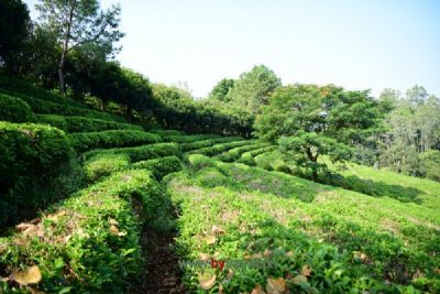 临涣茶饮习俗