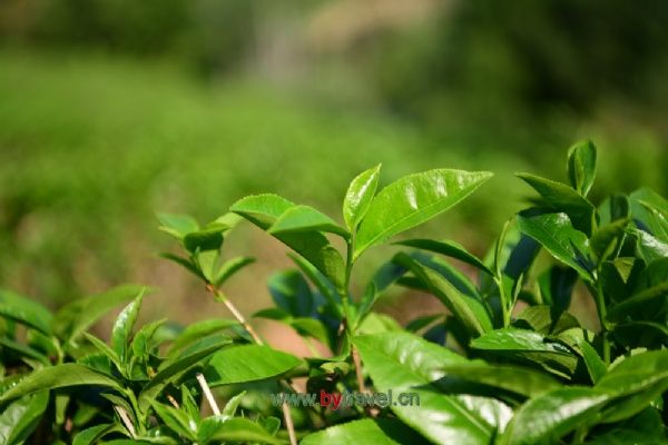 绿茶制作技艺（婺州举岩）